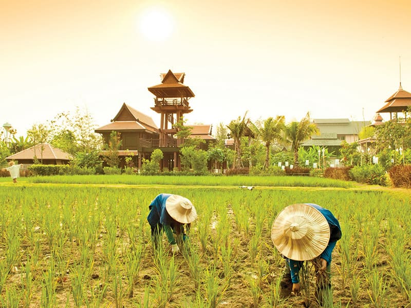 Activitiesดำนา ปลูกข้าว