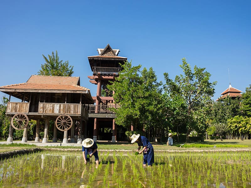 Activitiesดำนา ปลูกข้าว